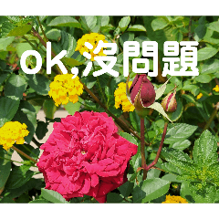 聊天常用語-小寵物、花