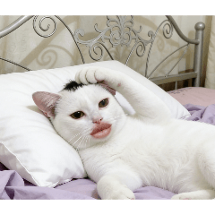 Ver: Relaxing cat funny picture