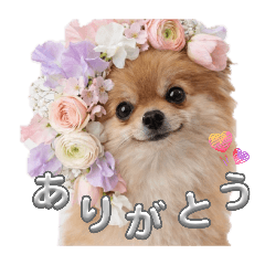 yagisawasan_20260326191837