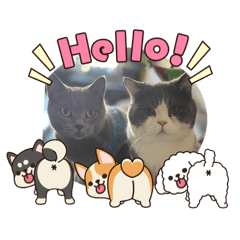 我是胡招與肥肥