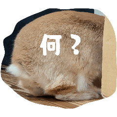 HAMUSAGI_20260326223749