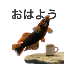 AQUARIUM_20260327025303