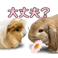 Boo-chan's Bonbon Stickers.