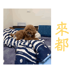 蔡肉肉肉肉肉肉狗