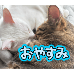 masiroNeko_20260327100638