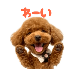 lovely toy poodle moca2