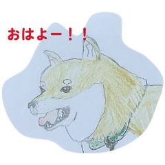 Shiba_20260327120226
