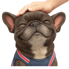 Frenchbulldog-brindle3