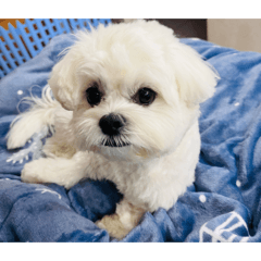 可愛馬爾濟斯「哈魯」