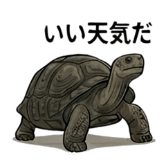 My Sweet Giant Tortoise Stickers