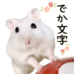 Hamster Pocha Daily Stickers Big Text