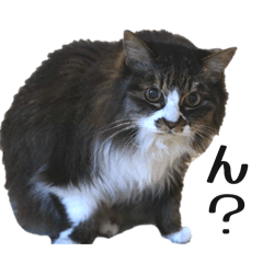 A cat stamp named "Natsuko"