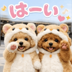 飛び出す♡変身トイプー