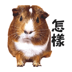 陪大解姐上班的天竺鼠