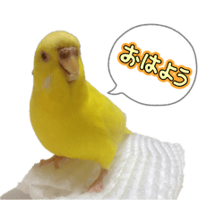 nikotyan_20260327150812