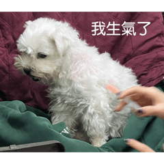 藥味過敏的蒲公英Kiki