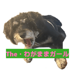 chimchim_20260326230803