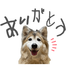 pomme.gon