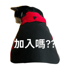 活網貓日常用語第四彈