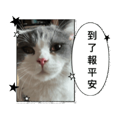 可愛貓咪的叮嚀
