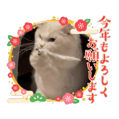 安寶的各種表情包