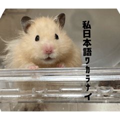 ilovemarumeru_20260324071411