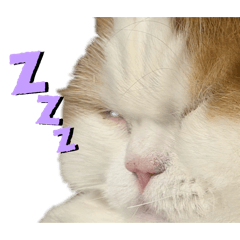 MARURU_20260327094253