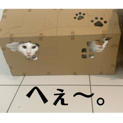 kotsukin_20260327102220