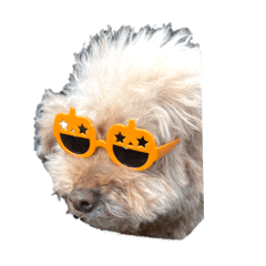 smidori_20260327123340