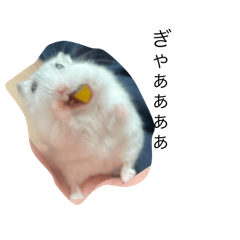 whiteku2sita_20260327123257