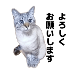 jirori_20260327123340