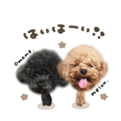 uchinoko_honpo._20260327123144