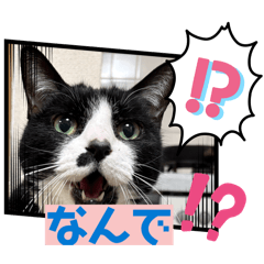 mocamye_20260327142910