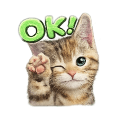 Kitten Bells Daily Life