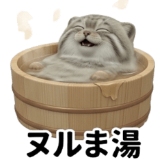 Marunu the Manul Cat: Surreal & Funny