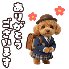 Dancing! Toy Poodle