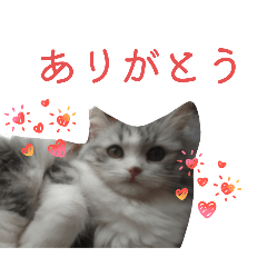 choco_20260327111215