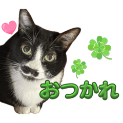 ricopin_20260324174751