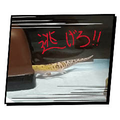 kabotya_20260327190729