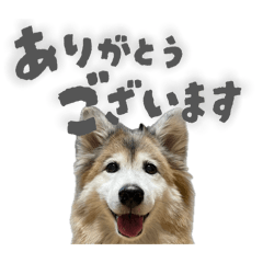 pomme_20260327172015