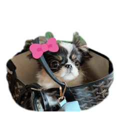 Yume Han_20260327193758