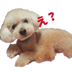 chiikoro_20260327174252