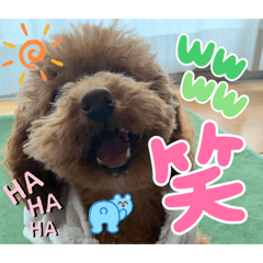 toy Chaco_20260327182600