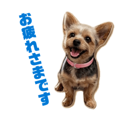 SAAYA_20260327200625