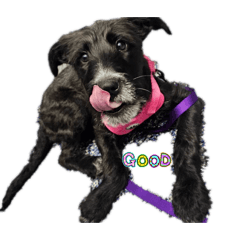 Hojicha_20260327200913