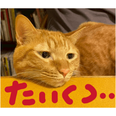 Rengecham_20260327200924