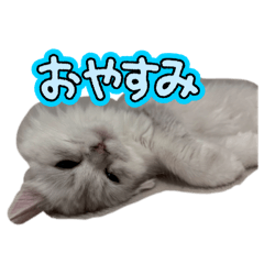 nachiko_20260327214731