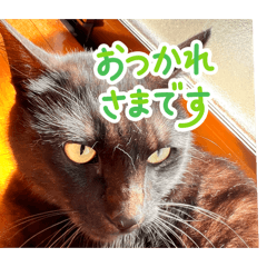 maiko_20260327215110