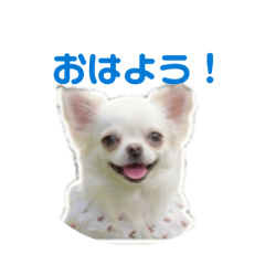 cookie_20260327215243