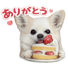 ちわぎーぷぅちゃんのケーキ